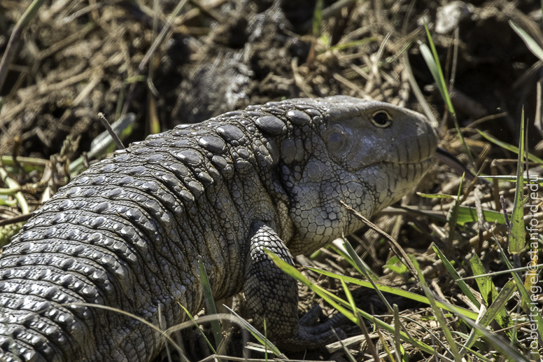pantanal